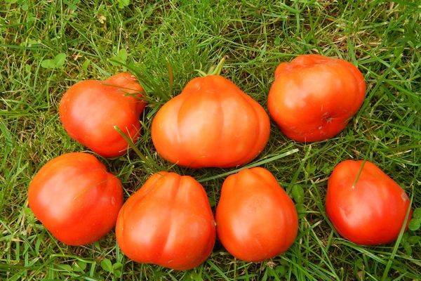 Сорт томата «ураган f1»: описание, характеристика, посев на рассаду, подкормка, урожайность, фото, видео и самые распространенные болезни томатов