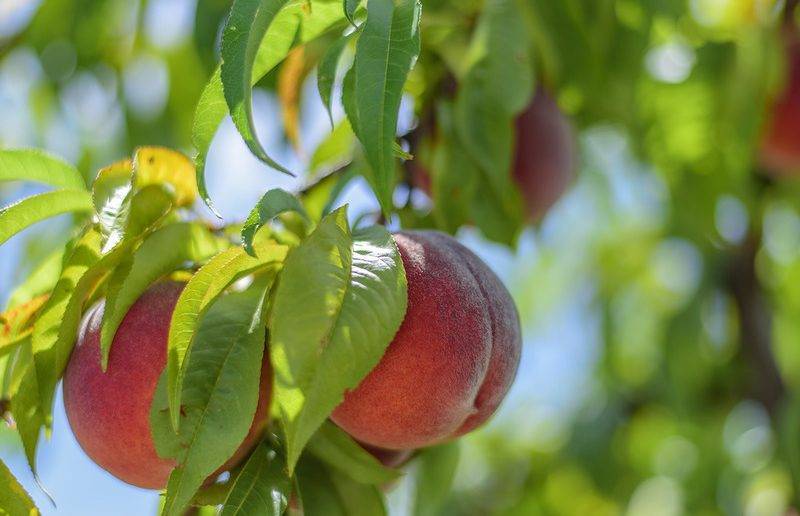 Описание лучших сортов персика для подмосковья, посадка и уход в открытом грунте