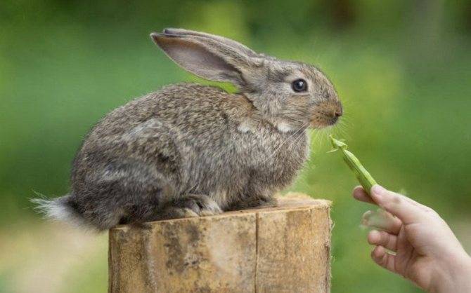 Какой капустой кормить домашних и декоративных кроликов. советы опытного кроликовода
