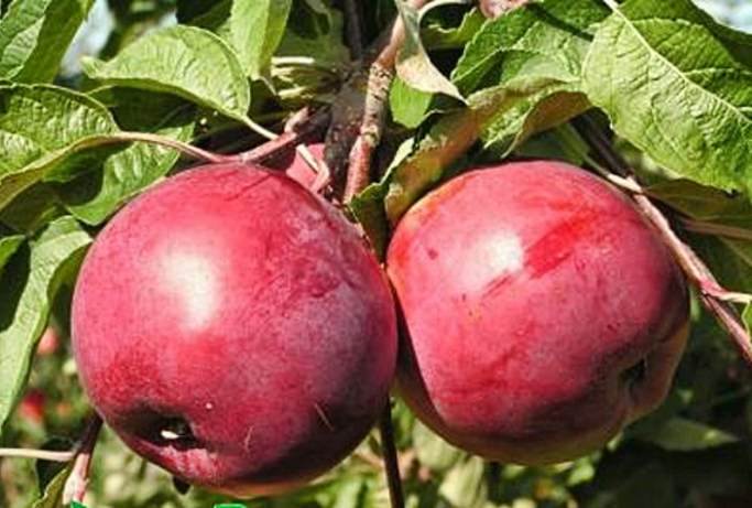 Характеристика и описание яблони «антей»