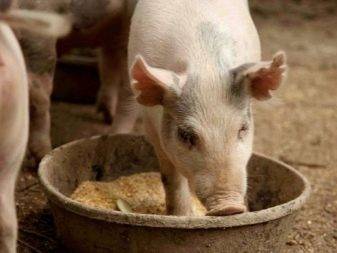 Чем в домашних условиях кормить свиноматку после опороса, чтобы было больше молока