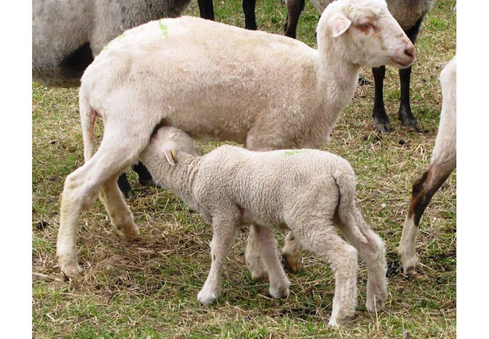 Понос у коз – выясняем причину и лечим самостоятельно