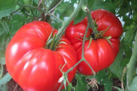 Характеристика и описание сорта томата Испанский гигант, его урожайность 
