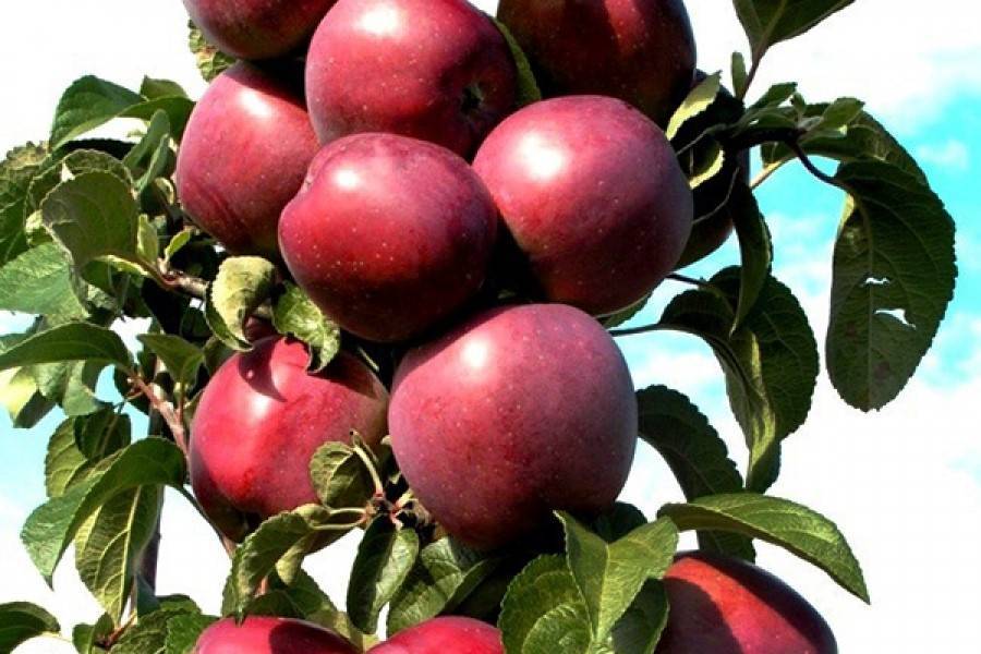 Яблоня «богатырь»: описание сорта, фото и отзывы