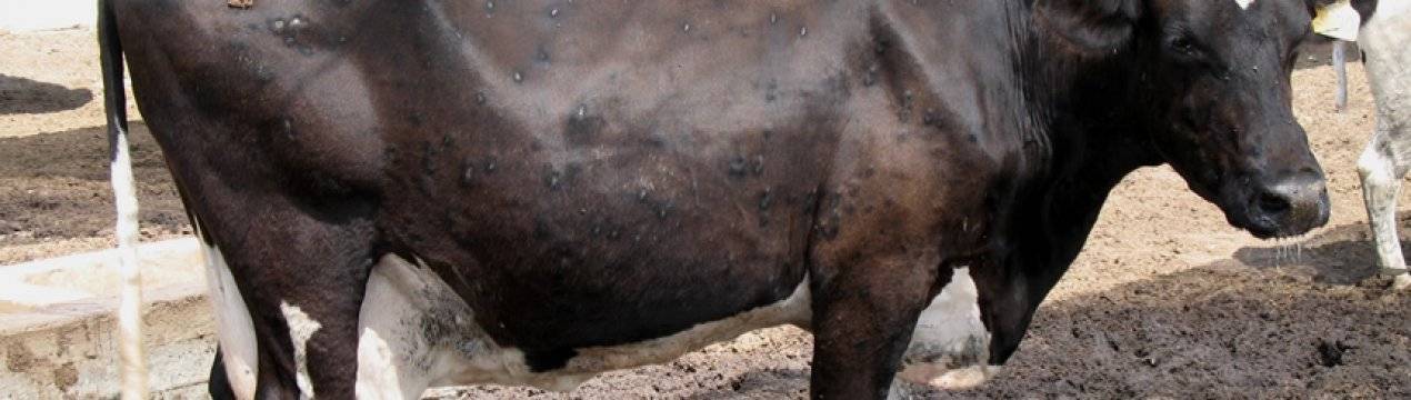 Нодулярный дерматит у крупнорогатого скота: симптомы заболевания, способы лечения, использование народных средств