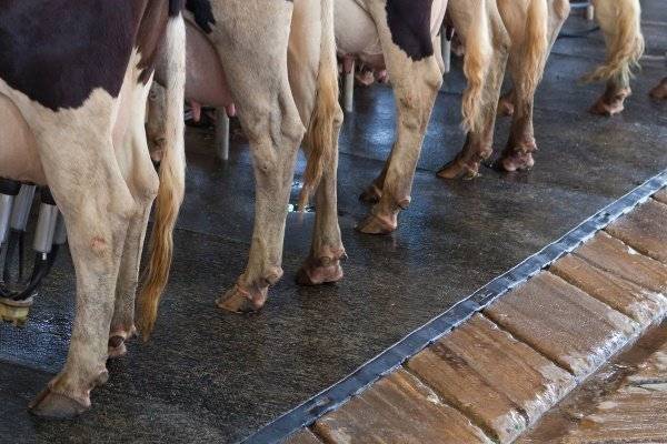 Копытная гниль у коров: признаки и лечение