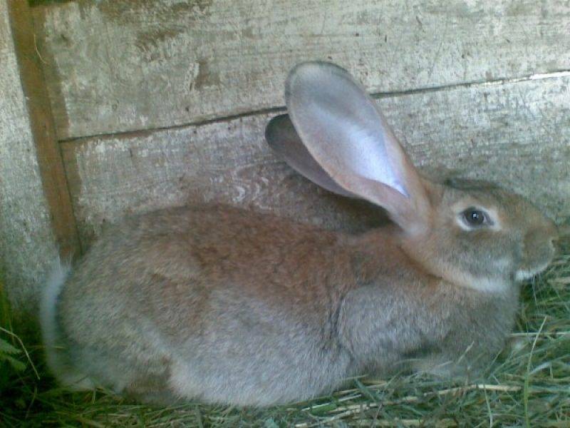 Почему крольчиха съедает своих крольчат?