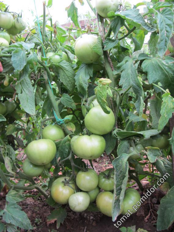 Томат санька — 110 фото основных характеристик и секреты ухода за томатами сорта санька