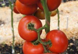 Описание и характеристика сорта томата Французский гроздевой, его урожайность