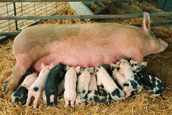 Системы и способы содержания свиней в домашних условиях для начинающих