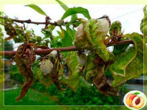 Курчавость листьев персика: что это за болезнь и как с ней бороться?