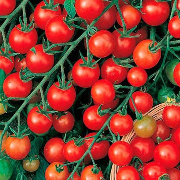 Высокорослый сорт томата «сладкая гроздь» для выращивания в теплице: описание, характеристика, посев на рассаду, подкормка, урожайность, фото, видео и самые распространенные болезни томатов