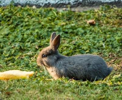 Комбикорм для кроликов: от рождения до забоя