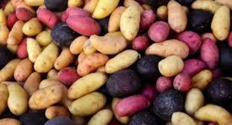 Сорт картофеля киви: описание и характеристика, отзывы
