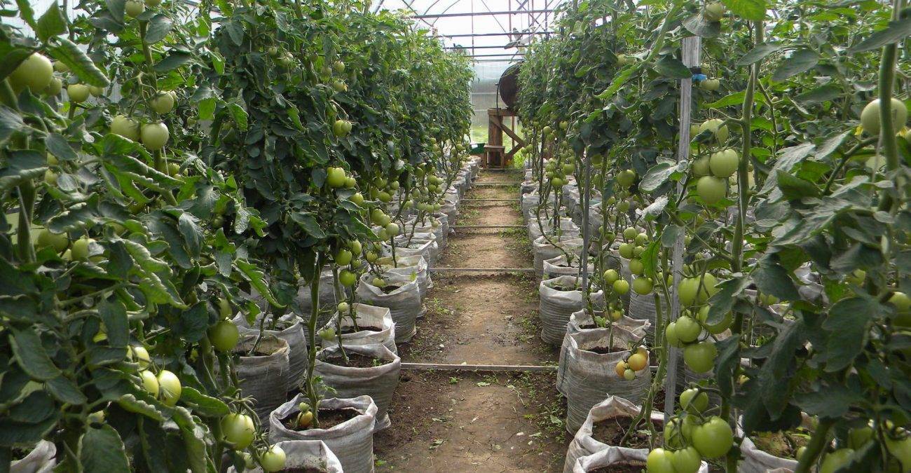 Какими способами можно вырастить рассаду помидоров