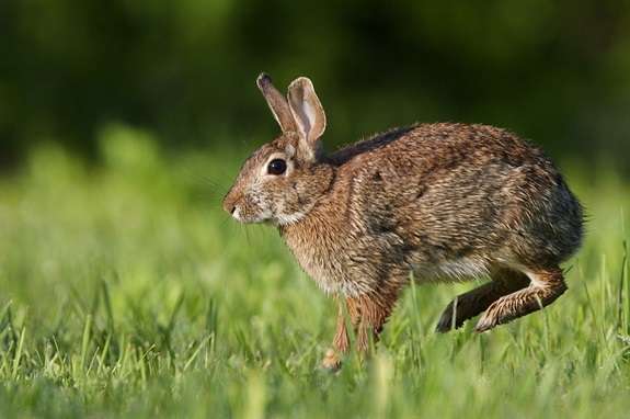 Лечение и профилактика миксоматоза у кроликов