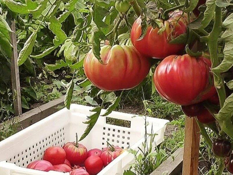 Топ-7 классических любимых томатов для теплиц в подмосковье