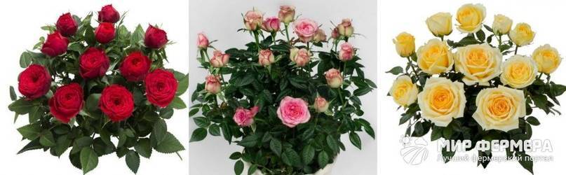Роза кордана: как ухаживать после покупки, выращивание в открытом грунте и домашних условиях