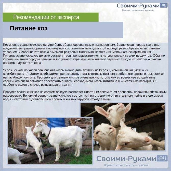 Комбикорм для козы – состав и рецепты изготовления своими руками