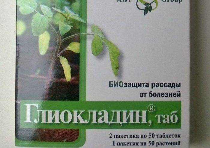 Фузариоз: признаки и способы лечения опасного заболевания