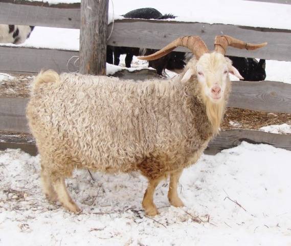 Какую продуктивность имеют шерстные породы коз: шерсть и её производные
