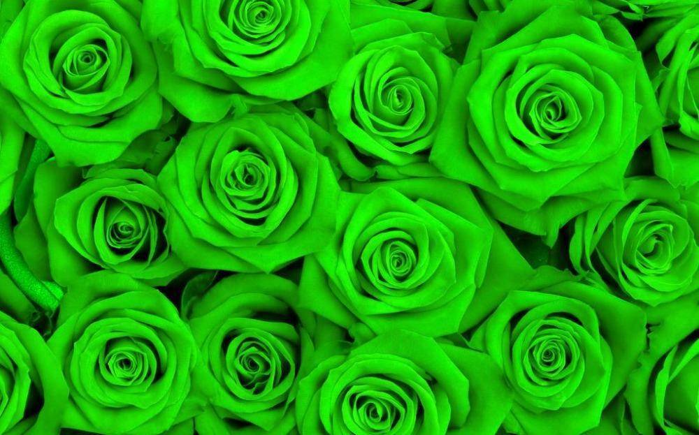 Белые розы: лучшие сорта, особенности выращивания и применения в ландшафтном дизайне