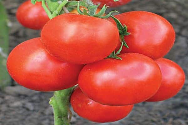 Описание сорта томата сердце ашхабада и его характеристика