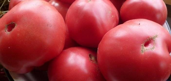 Шапка мономаха – русский томат. особенности выращивания культуры, описание плодов