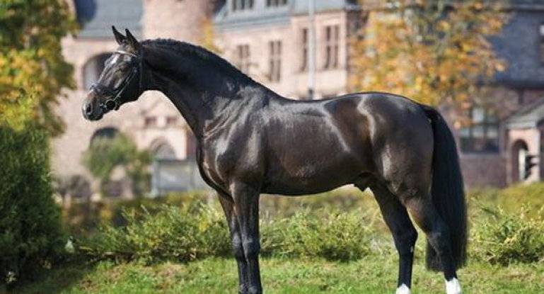 Верховые породы лошадей: описание и фото