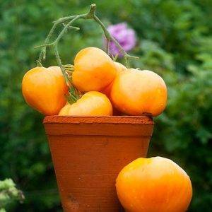 Описание сорта томата Азов, рекомендации выращивания и ухода