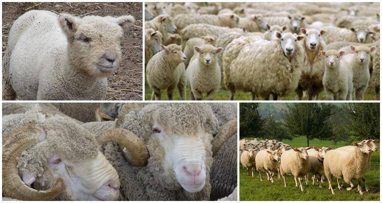 Названия и характеристика лучших и крупных мясных пород овец, разведение