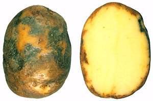 Как бороться с фитофторой на картофеле: советы по препаратам, эффективные методы борьбы