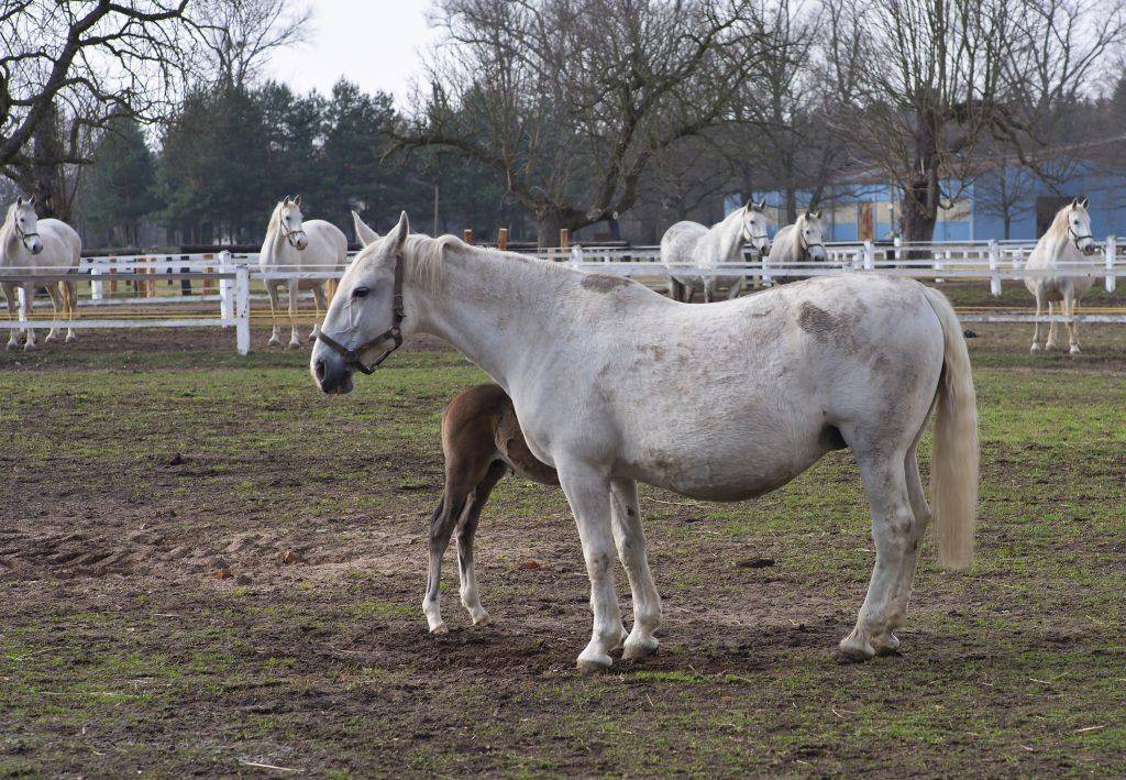 Порода лошадей – андалузская: история, описание, уход, содержание и цели разведения