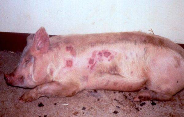 Признаки, симптомы и лечение пастереллеза свиней, профилактика