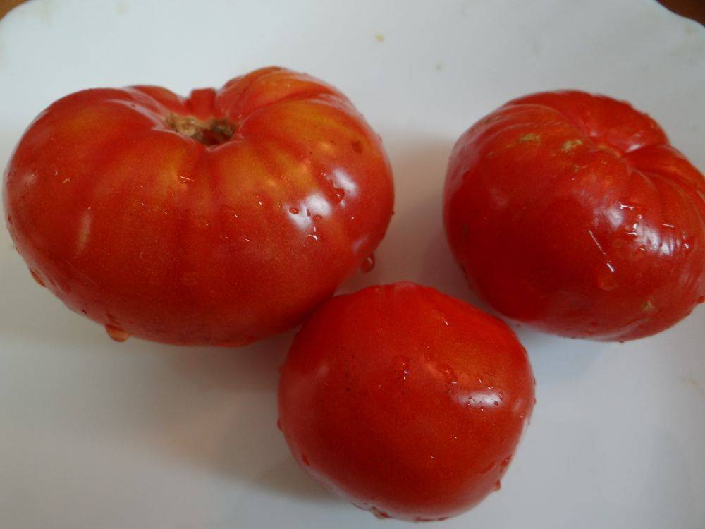 Описание томата северная малютка, его выращивание, отзывы огородников