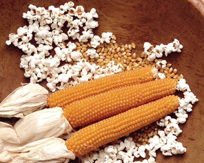 Кукуруза: выращивание из семян, посадка в открытый грунт и уход