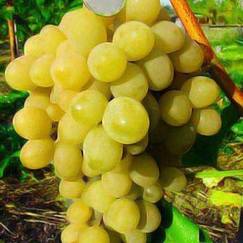 Супер экстра — один из сверхранних сортов винограда от простого шахтёра из ростова