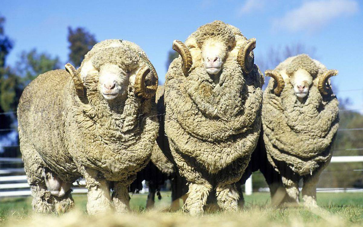 Технология стрижки овец