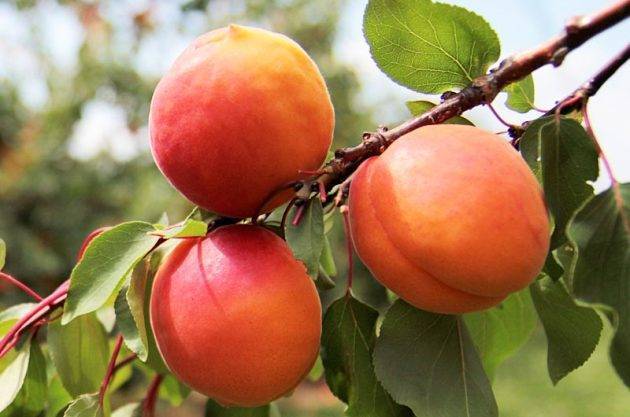 Подготовка абрикоса к зиме – правильный осенний уход за южным деревом
