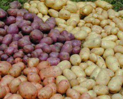 Картофель «импала»: описание сорта, фото и отзывы