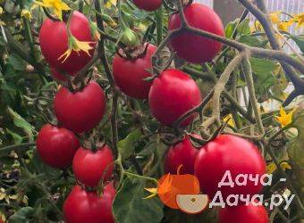 Томаты «карамель красная» f1: уникальное описание сорта помидор, урожайность, борьба с вредителями и плюсы выращивания