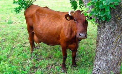 Корова ярославской породы: особенности внешнего вида, содержания и разведения