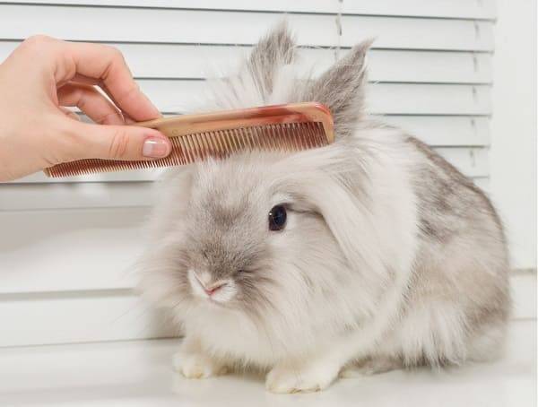 Как обрезать кролику когти