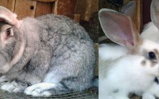 Причины и лечения поноса или диареи у кроликов