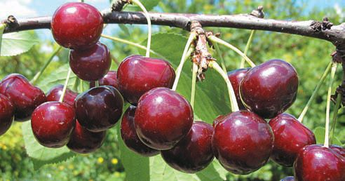 Черевишня: описание гибрида вишни и черешни, фото, посадка и уход