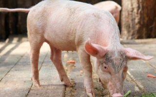 Стимуляторы быстрого роста для свиней