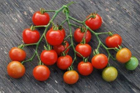 Сорт томата «груша красная»: описание, характеристика, посев на рассаду, подкормка, урожайность, фото, видео и самые распространенные болезни томатов