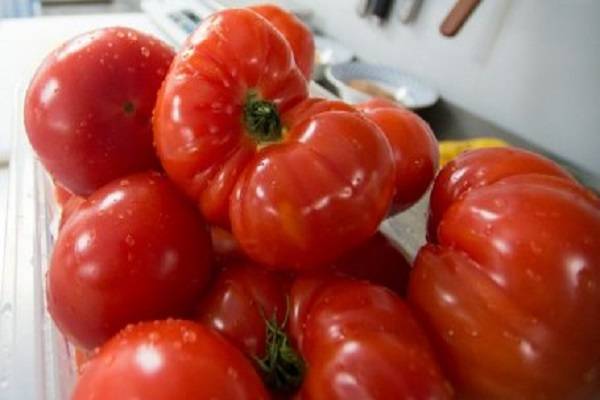 Как выращивать томат толстой и ухаживать за ним
