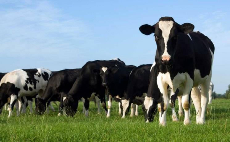 Бестужевская порода коров — описание, фото, плюсы и минусы, уход и содержание