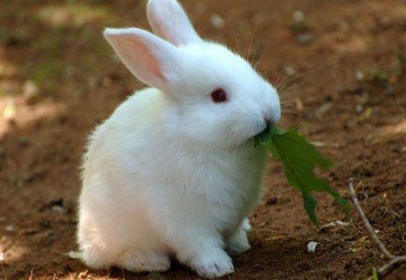 Витамины для кормящей кролики